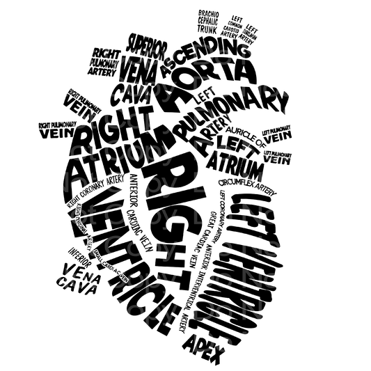 Cardiac Heart Anatomy Transfer Film 1858